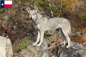 Read more about the article Saarloos wolfdog breeders and puppies in Texas
