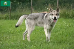 Read more about the article Saarloos wolfdog breeders and puppies in Washington