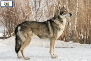 Read more about the article Saarloos wolfdog breeders and puppies in West Virginia