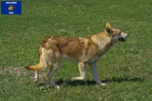 Read more about the article Saarloos wolfdog breeders and puppies in Wisconsin