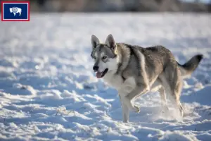 Read more about the article Saarloos wolfdog breeders and puppies in Wyoming