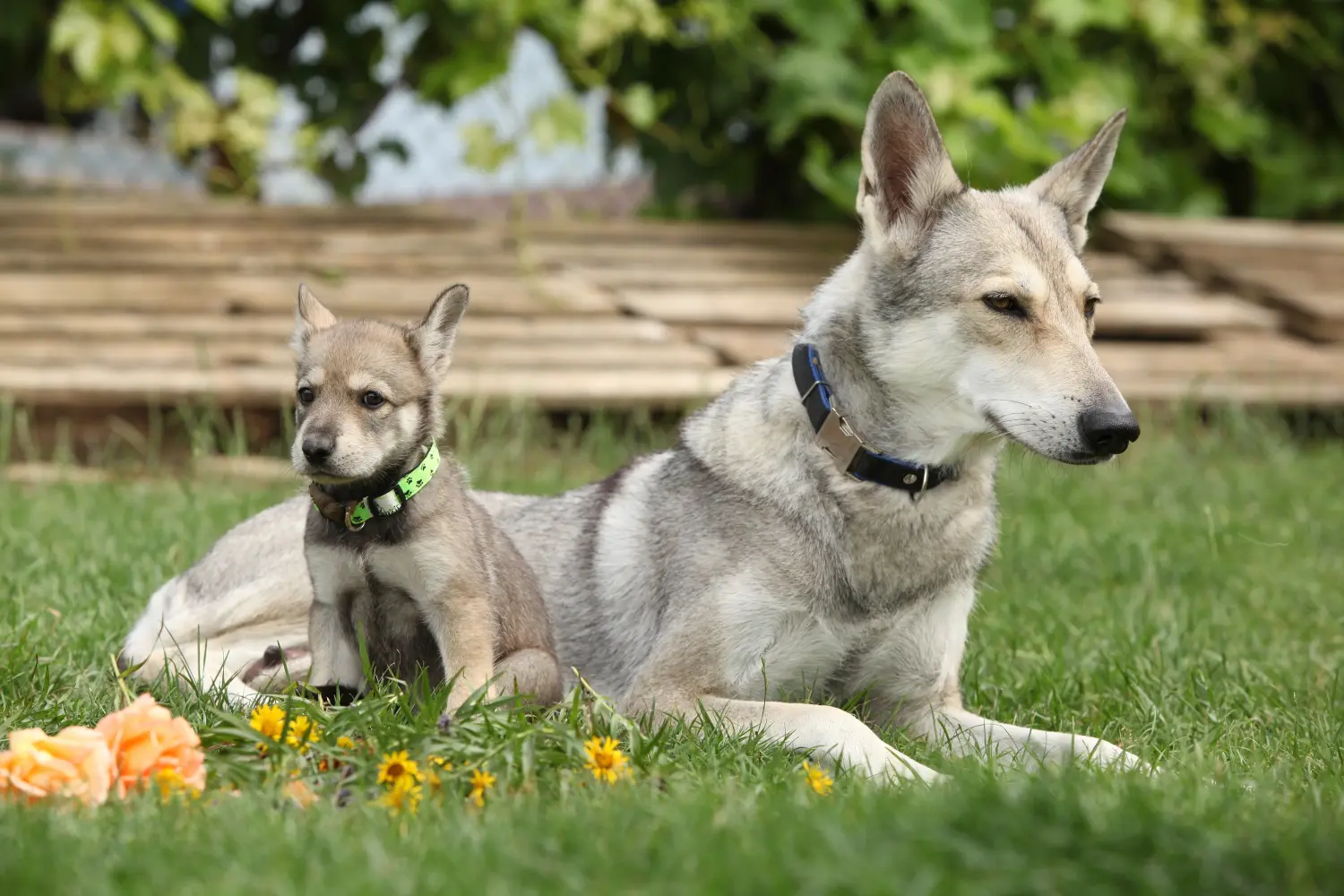Buying a Saarloos wolfhound puppy means taking responsibility! Buy Saarloos wolfhound puppies.