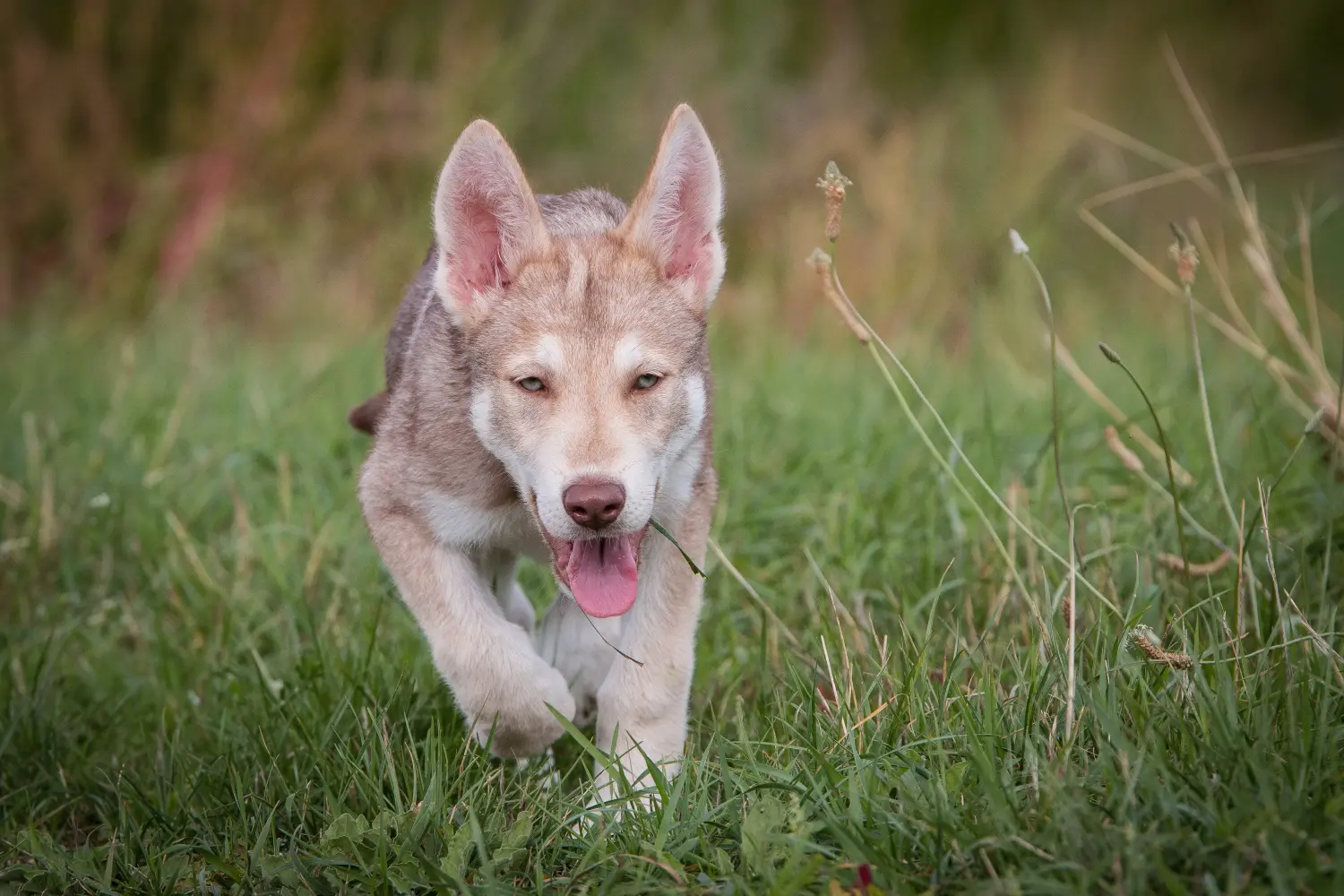 Buying a Saarloos wolfhound puppy means taking responsibility! Buy Saarloos wolfhound puppies.