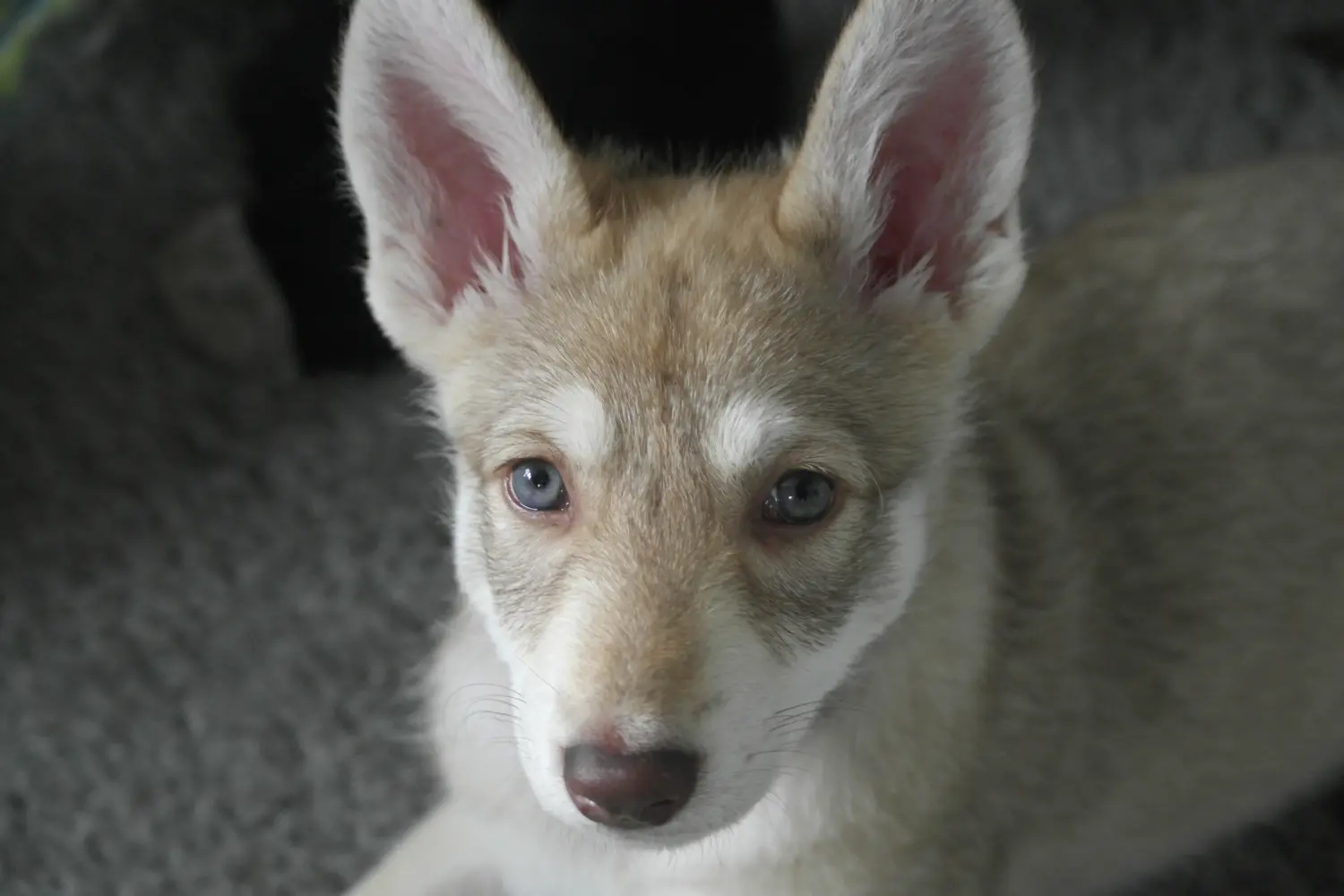 Buying a Saarloos wolfhound puppy means taking responsibility! Buy Saarloos wolfhound puppies.