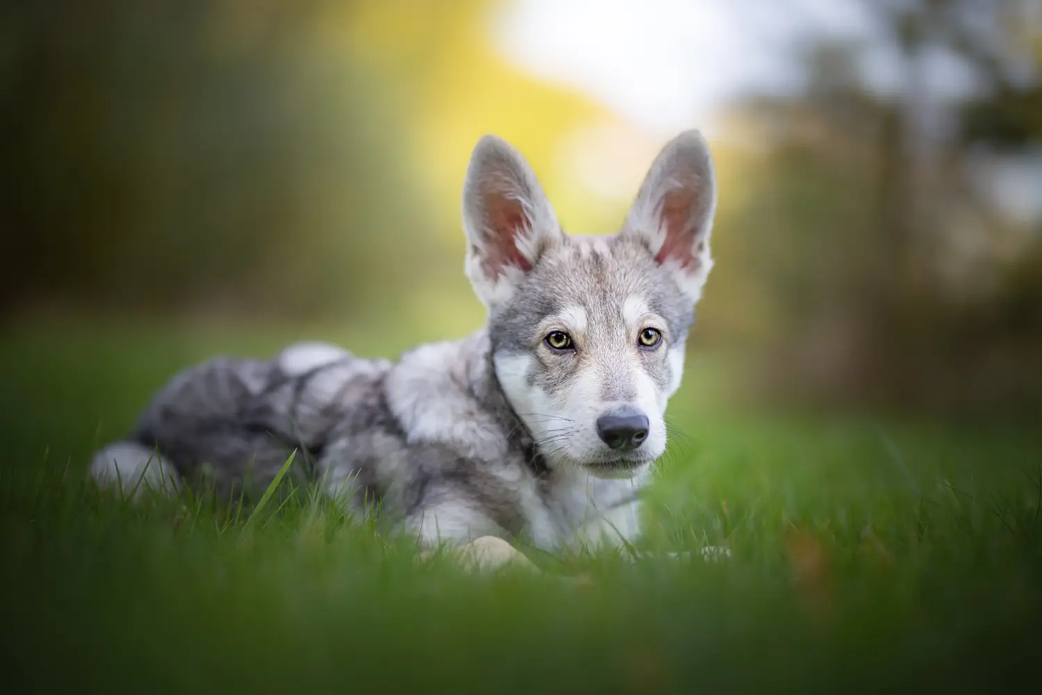 Buying a Saarloos wolfhound puppy means taking responsibility! Buy Saarloos wolfhound puppies.