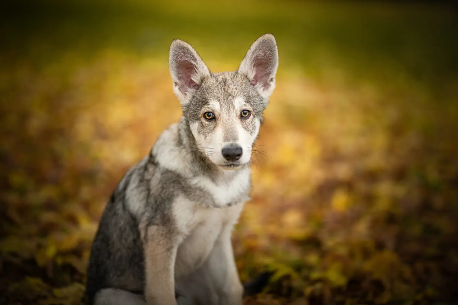 Buying a Saarloos wolfhound puppy means taking responsibility! Buy Saarloos wolfhound puppies.
