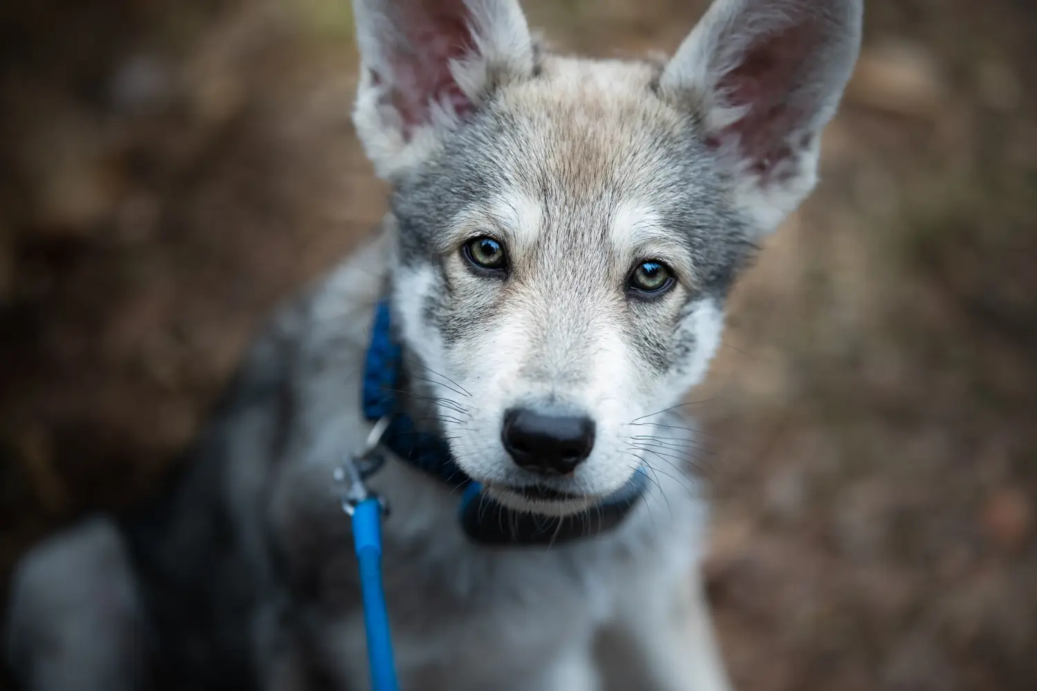 Buying a Saarloos wolfhound puppy means taking responsibility! Buy Saarloos wolfhound puppies.