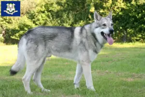 Read more about the article Saarloos wolfdog breeders and puppies in Connecticut