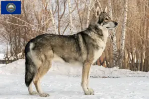Read more about the article Saarloos wolfdog breeders and puppies in New Hampshire