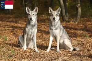 Read more about the article Saarloos wolfdog breeders and puppies in North Carolina