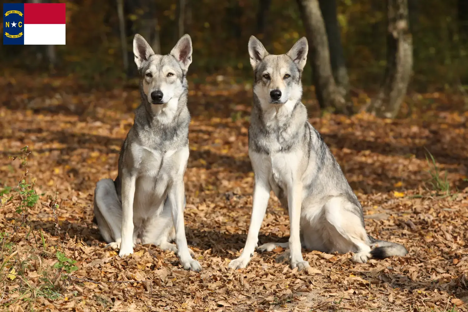 Saarloos Wolfdog puppies and breeders North Carolina Find Saarloos Wolfdog breeders in North Carolina.