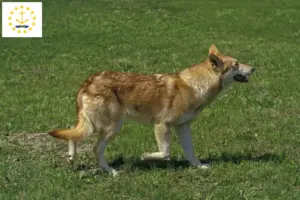 Read more about the article Saarloos wolfdog breeders and puppies in Rhode Island