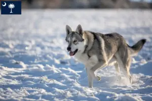 Read more about the article Saarloos wolfdog breeders and puppies in South Carolina