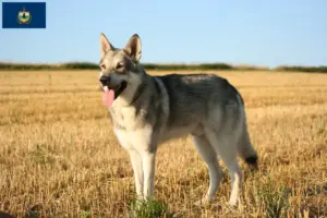 Read more about the article Saarloos wolfdog breeders and puppies in Vermont