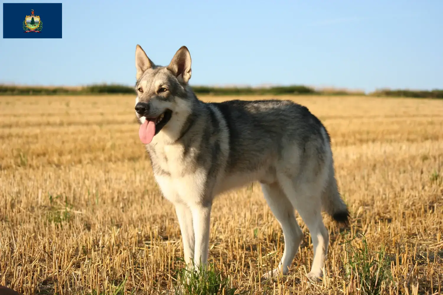 Saarloos Wolfhound puppies and breeders Vermont Find Saarloos Wolfdog breeders in Vermont.