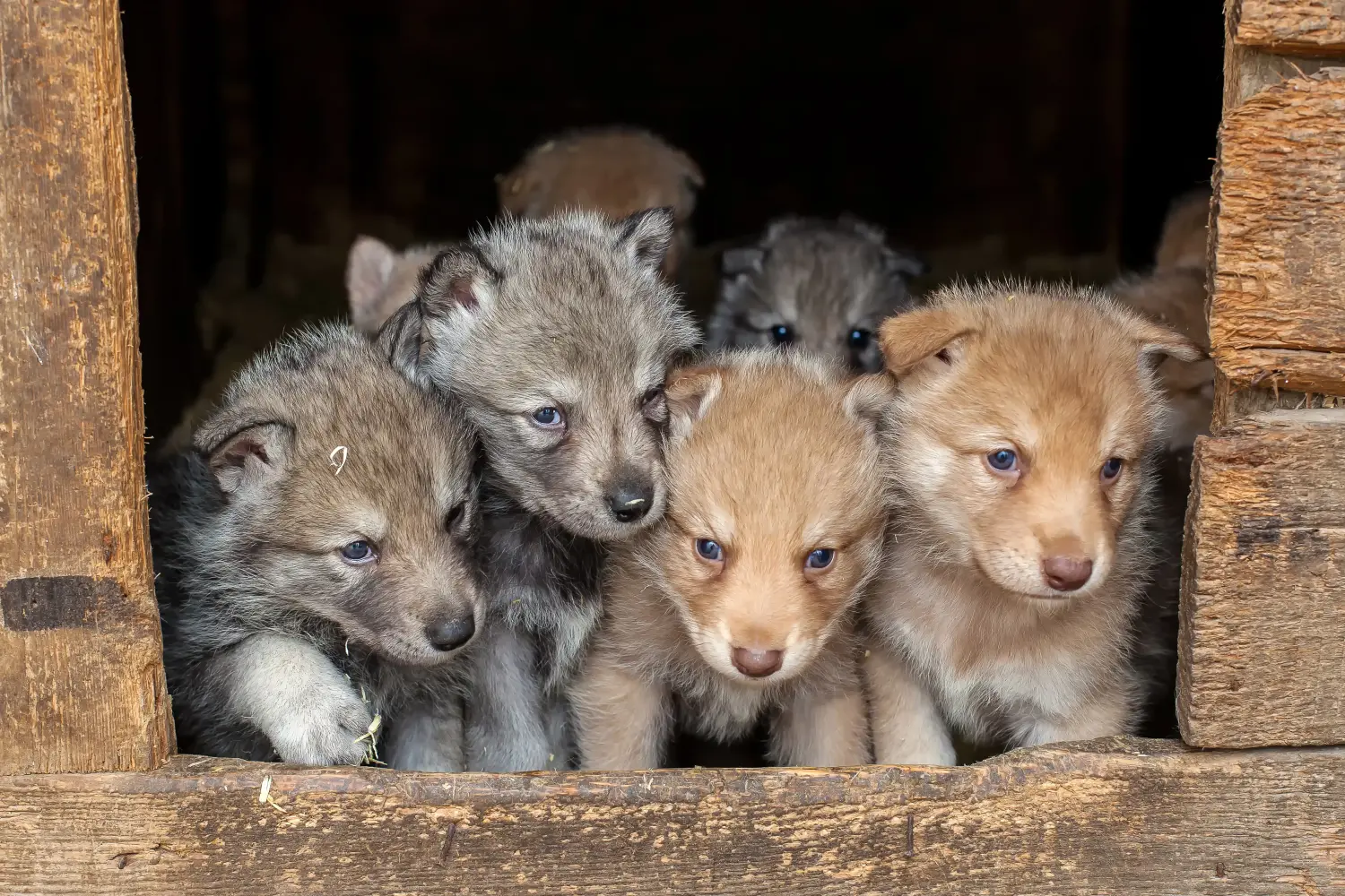 Buying a Saarloos wolfhound puppy means taking responsibility! Buy Saarloos wolfhound puppies.
