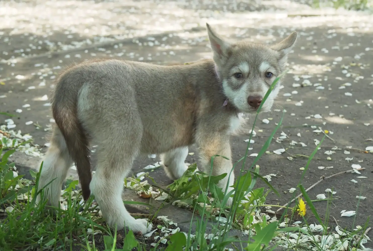 Buying a Saarloos wolfhound puppy means taking responsibility! Buy Saarloos wolfhound puppies.