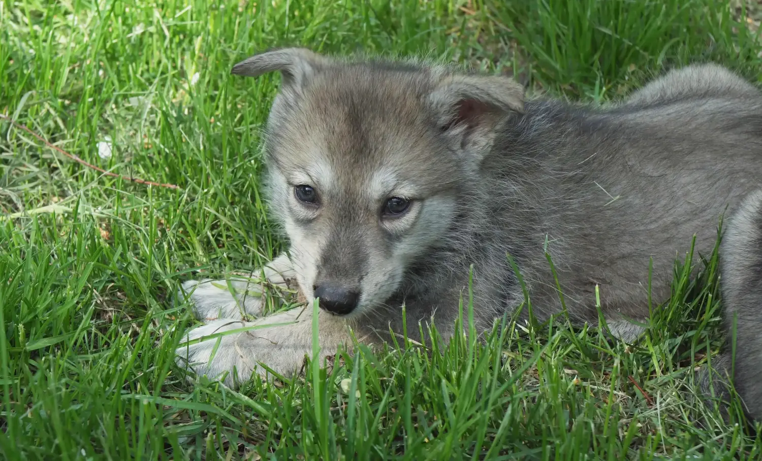 Buying a Saarloos wolfhound puppy means taking responsibility! Buy Saarloos wolfhound puppies.