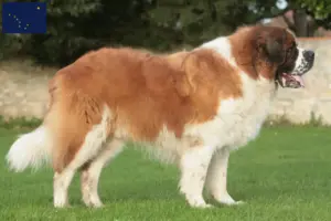 Read more about the article St. Bernard breeders and puppies in Alaska