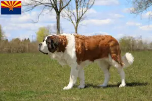 Read more about the article St. Bernard breeders and puppies in Arizona