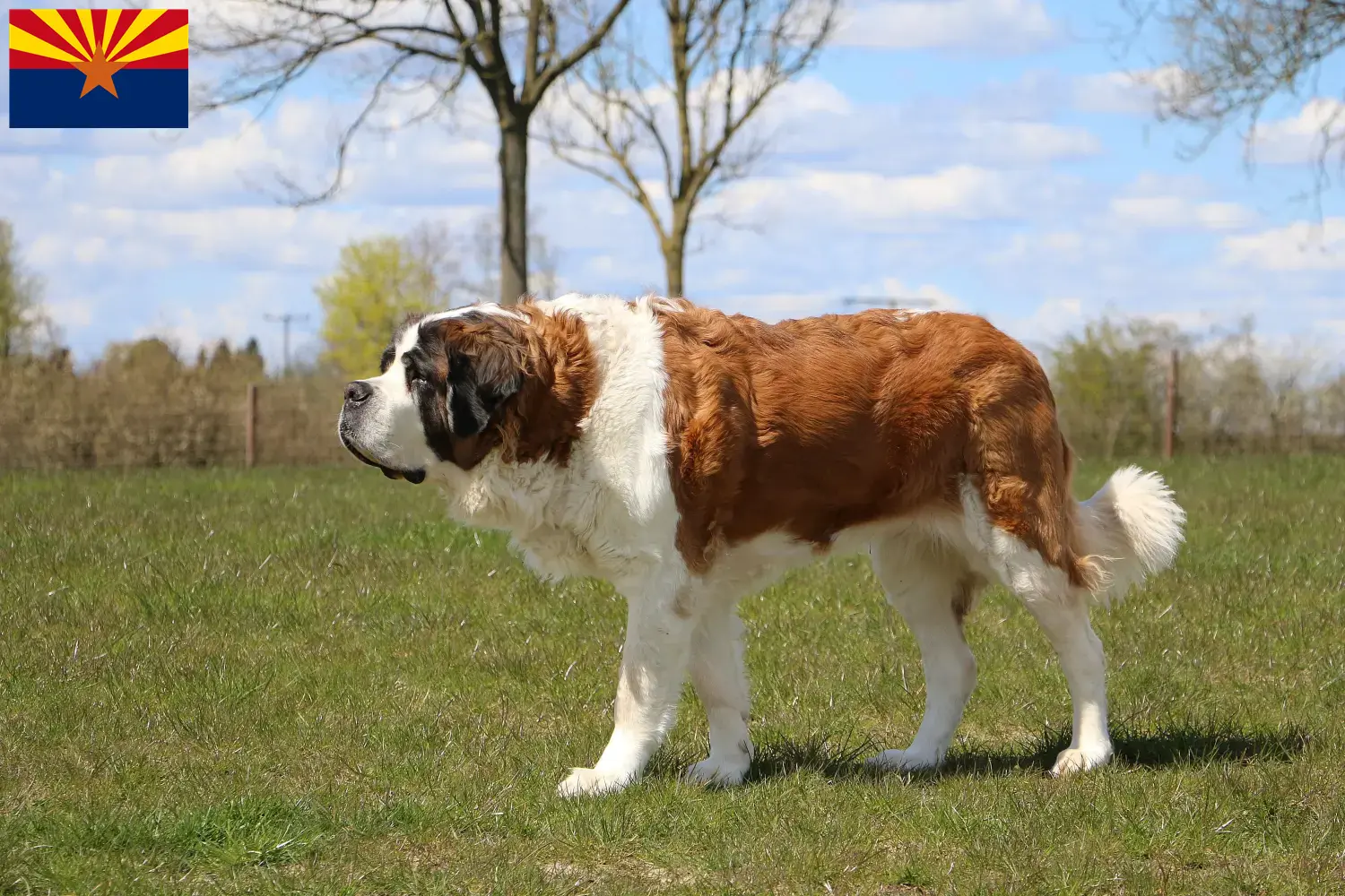 Saint Bernard puppies and breeder Arizona Find St. Bernard breeders in Arizona.