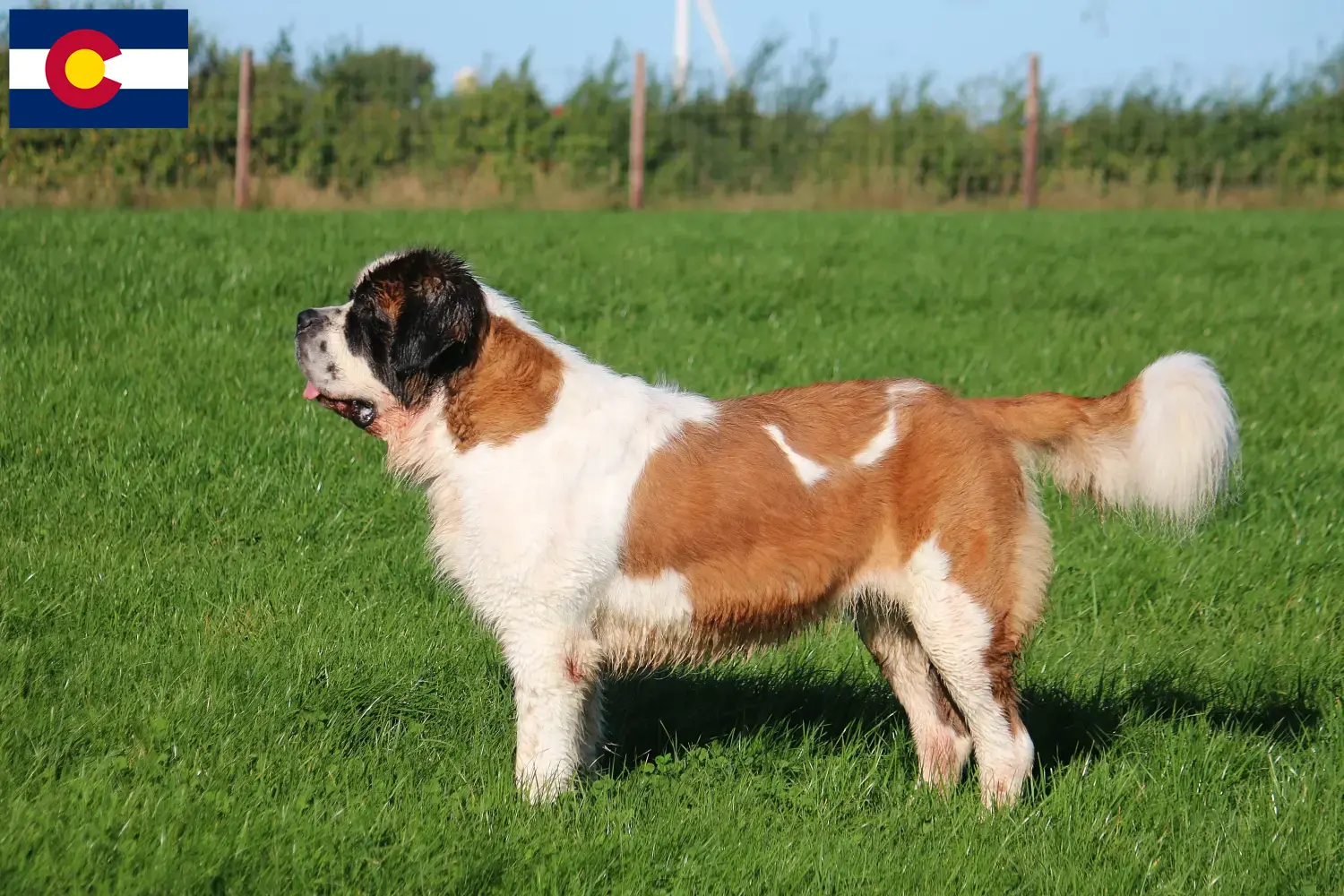 Saint Bernard puppies and breeders Colorado Find St. Bernard breeders in Colorado.