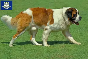 Read more about the article Saint Bernard breeders and puppies in Connecticut