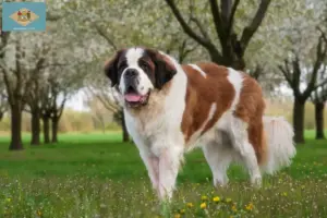 Read more about the article Saint Bernard breeders and puppies in Delaware