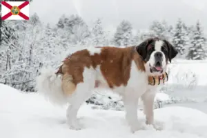 Read more about the article St. Bernard breeders and puppies in Florida