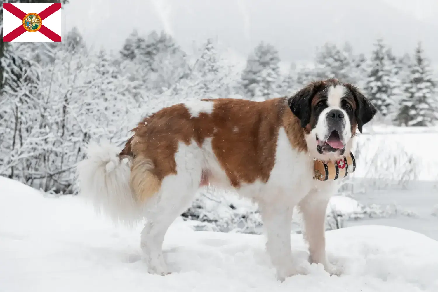 Saint Bernard puppies and breeders Florida Here you can find Saint Bernard breeders in Florida.