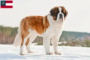 Read more about the article Saint Bernard breeders and puppies in Georgia