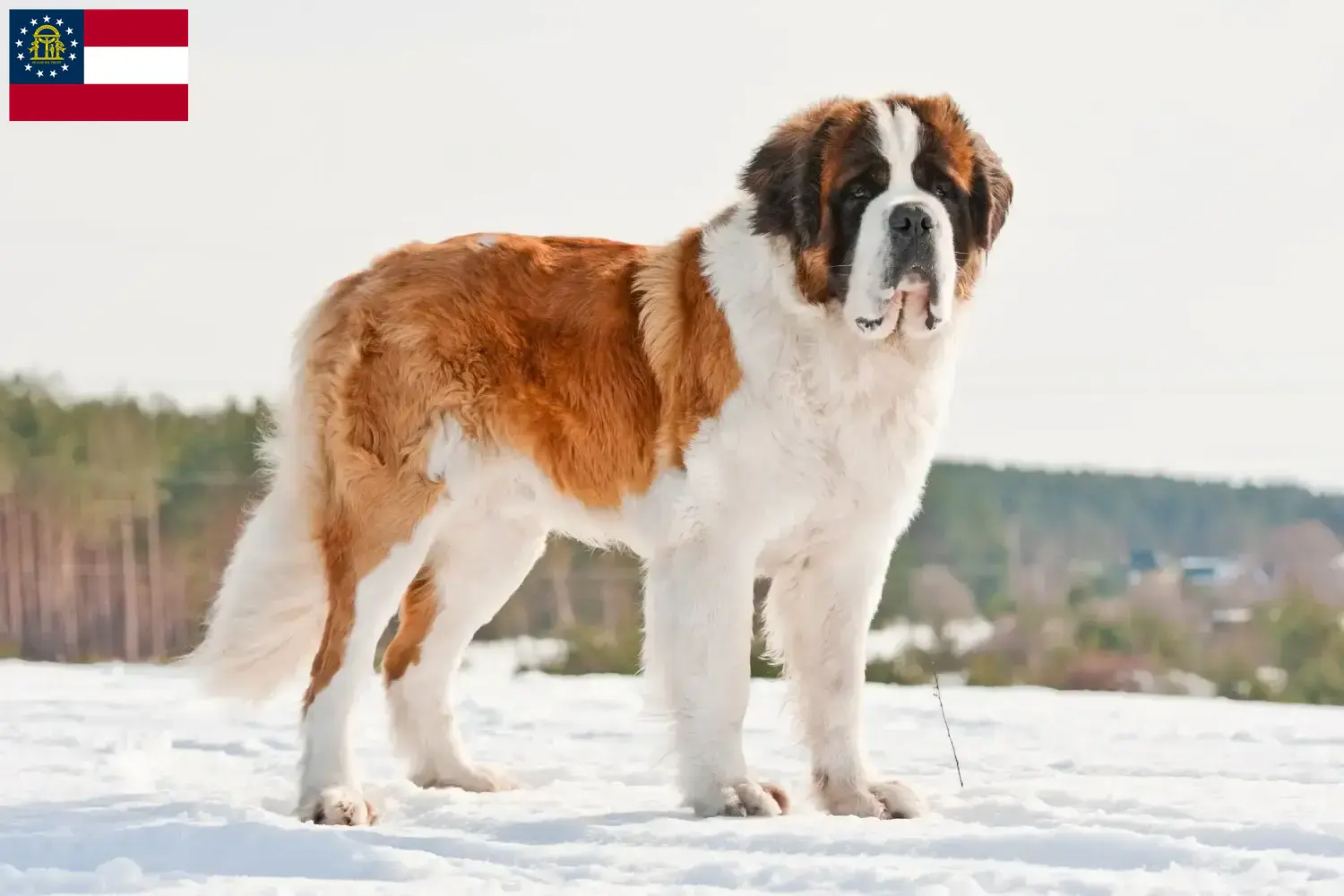 Saint Bernard puppies and breeders Georgia Here you can find Saint Bernard breeders in Georgia.
