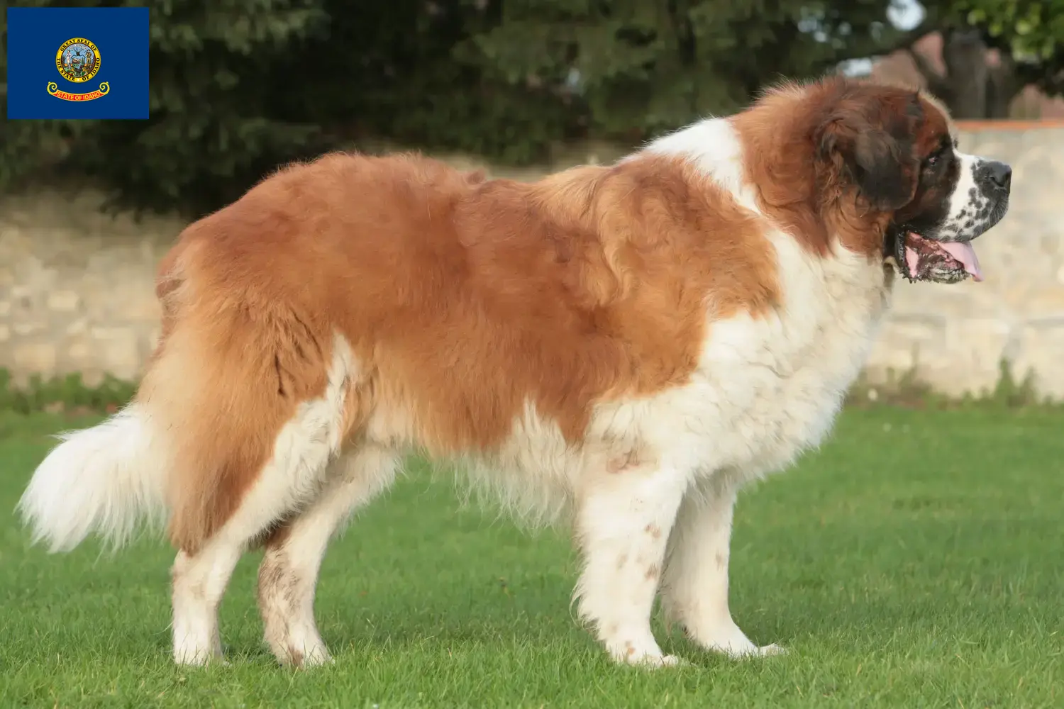 Saint Bernard puppies and breeders Idaho Here you can find Saint Bernard breeders in Idaho.