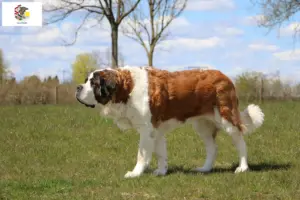 Read more about the article Saint Bernard breeders and puppies in Illinois