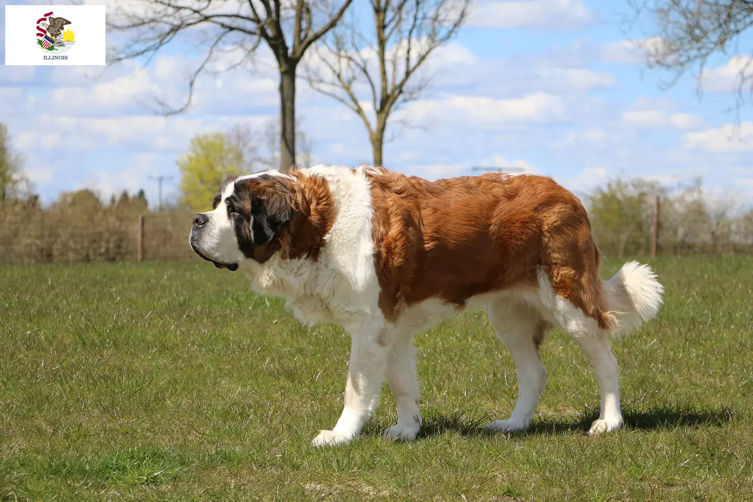 Saint Bernard puppies and breeders Illinois Find St. Bernard breeders in Illinois.