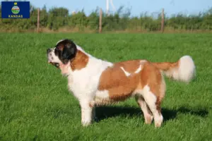 Read more about the article St. Bernard breeders and puppies in Kansas