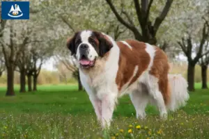 Read more about the article Saint Bernard breeders and puppies in Louisiana