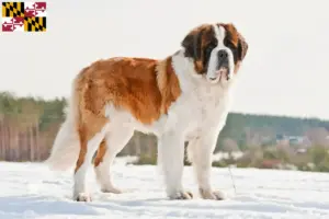 Read more about the article St. Bernard breeders and puppies in Maryland