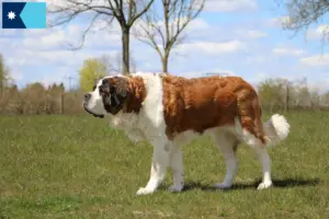 Read more about the article St. Bernard breeders and puppies in Minnesota