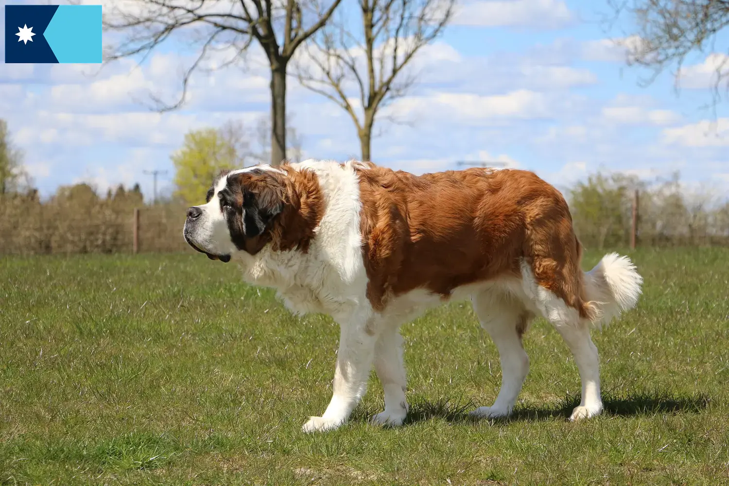 Saint Bernard puppies and breeders Minnesota Find St. Bernard breeders in Minnesota.