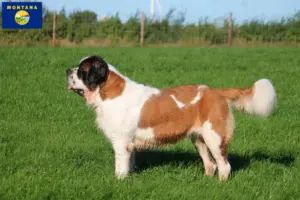 Read more about the article St. Bernard breeders and puppies in Montana