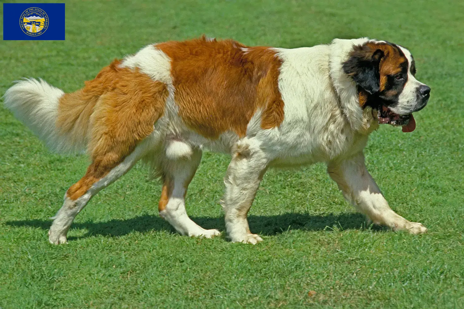 Saint Bernard puppies and breeders Nebraska Find St. Bernard breeders in Nebraska.