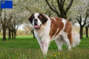 Read more about the article St. Bernard breeders and puppies in Nevada