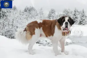 Read more about the article St. Bernard breeders and puppies in New Hampshire