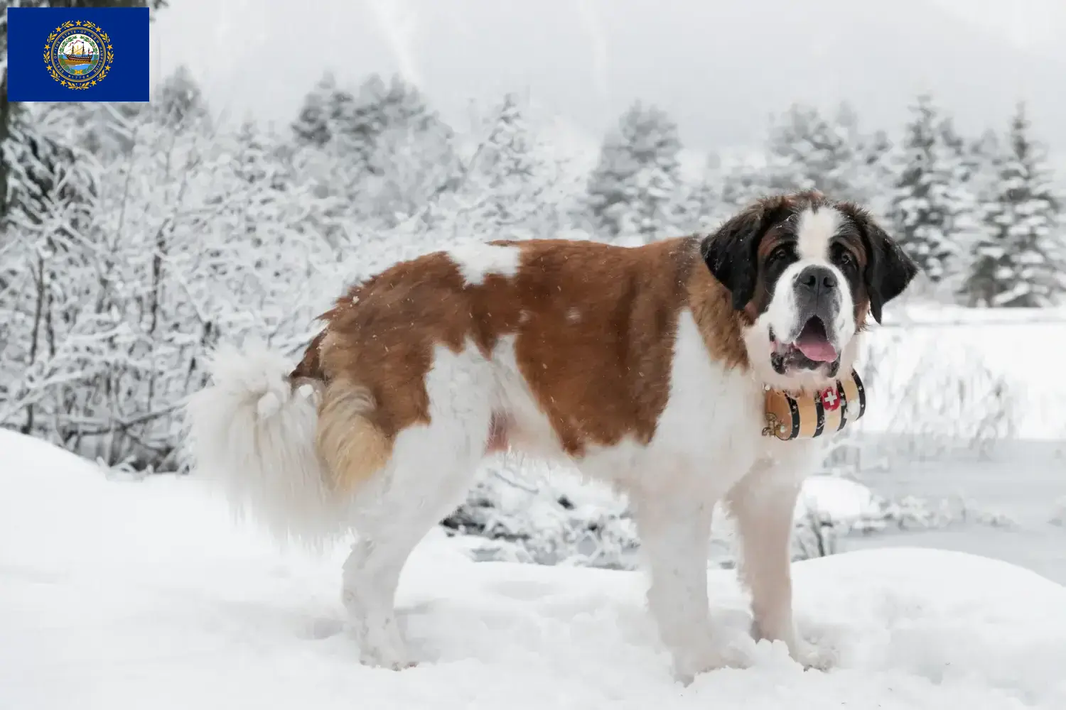 Saint Bernard puppies and breeders New Hampshire Find Saint Bernard breeders in New Hampshire.