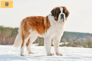 Read more about the article St. Bernard breeders and puppies in New Jersey