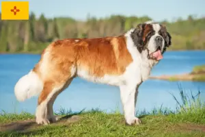 Read more about the article St. Bernard breeders and puppies in New Mexico