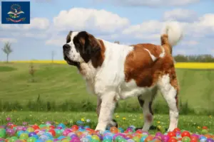 Read more about the article Saint Bernard breeders and puppies in North Dakota