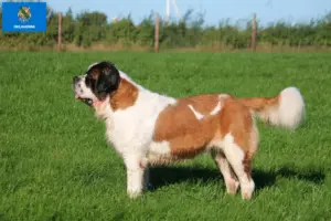 Read more about the article St. Bernard breeders and puppies in Oklahoma