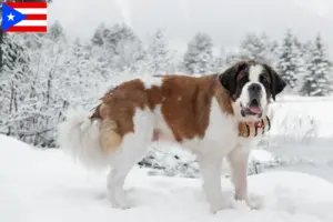 Read more about the article Saint Bernard breeders and puppies in Puerto Rico